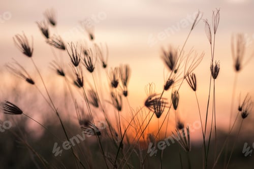 Preview: Grass swaying in windy sunset