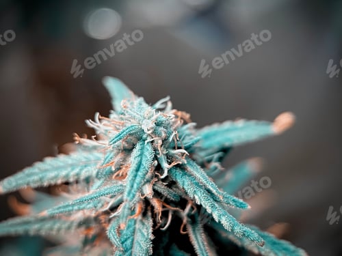 Preview: Macro shot of marijuana flower bud with resins