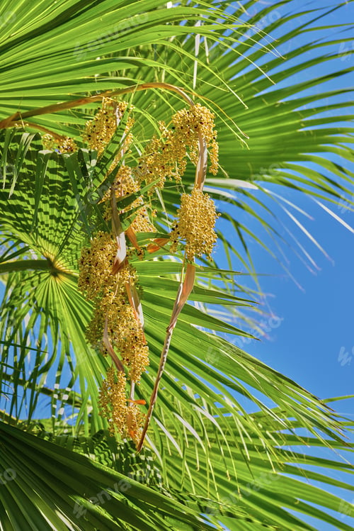 Preview: Palm tree