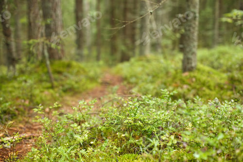 Preview: a lot of blueberry bushes in the forest