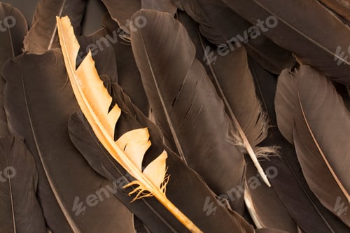 Preview: Concept of Individuality, Feathers