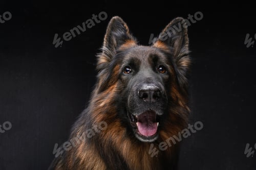 Preview: Cheerful dark brown belgian shepherd against dark background