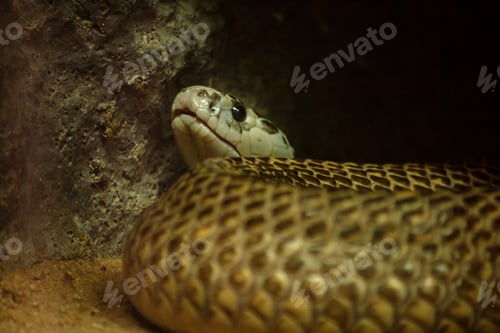 Preview: Snake's eyes are looking at something.