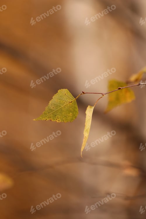 Preview: Autumn Leaves on a Branch in Natural Light