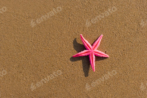 Preview: starfish on the beach at sunrise