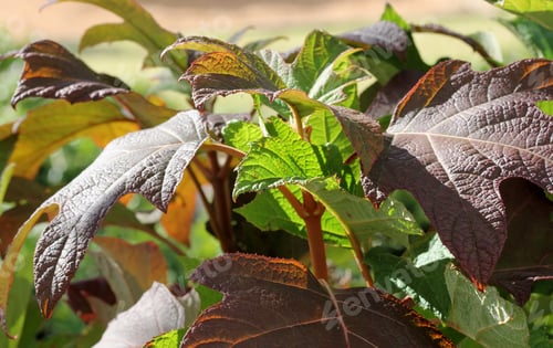 Preview: Fall Colors On Oak Leaf Hydrangea - Photograph Of A Late Afternoon Sun Shining Through Autumn