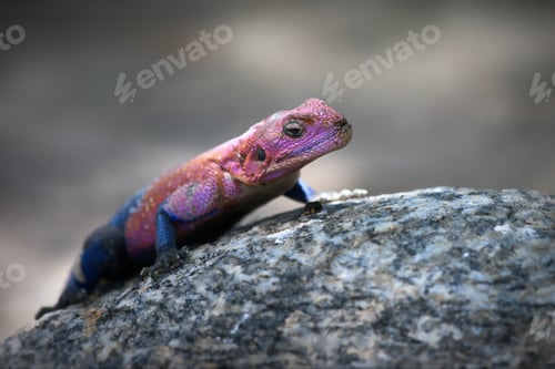 Preview: Macro shot of a Mwanza flat-headed rock agama lizard in Tanzania