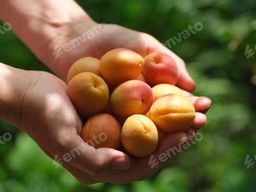 Preview: A woman holding organic apricots in the palms of her hands