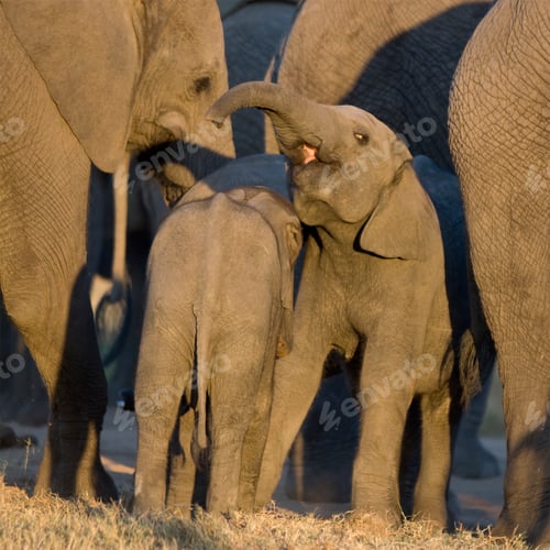 Preview: elephant calf