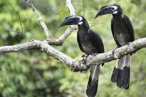 Preview: Closeup shot of the two Bushy-crested Hornbill birds settled on the branch