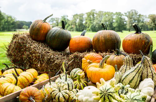 Preview: a farm with gourds and pumpkins for sale