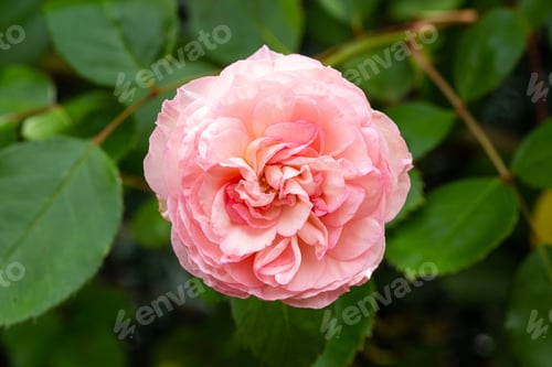 Preview: Pink rose flower