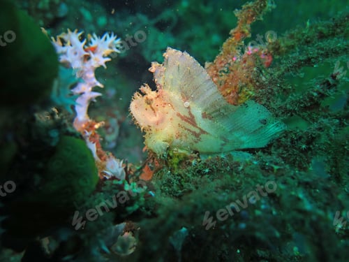 Preview: Thriving coral reef alive with marine life and fish, Bali