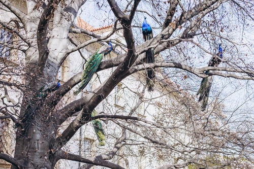 Preview: peacock bird sits on a tree branch in autumn park