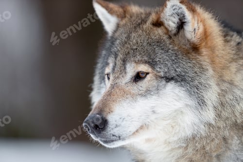 Preview: Closeup of brown Canis Lupus Wolf looking away