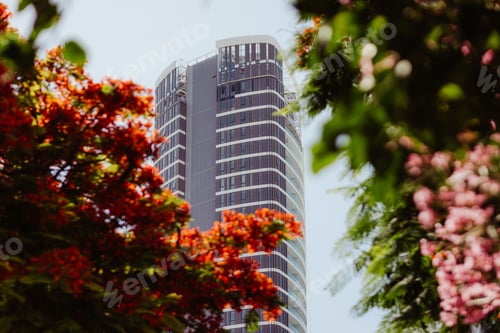 Preview: Skyscraper framed by blooming Royal poinciana (Delonix regia) in Limassol, Cyprus