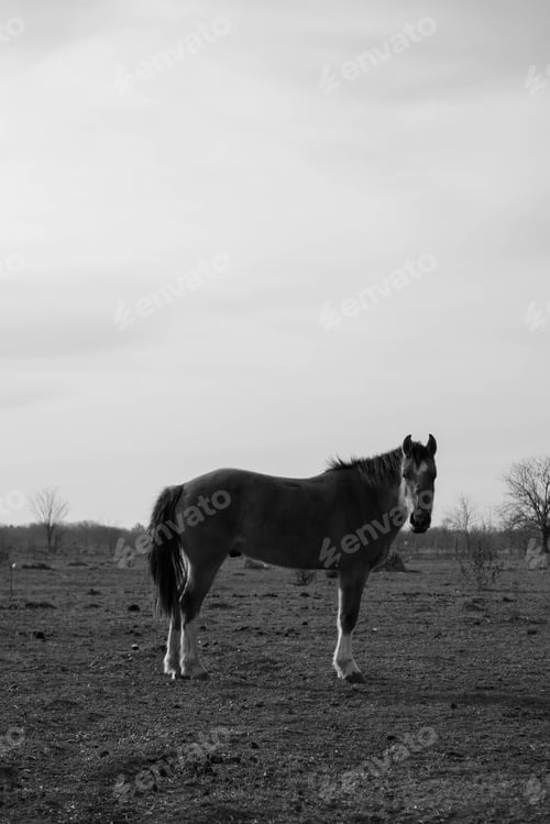 Preview: black and white photo of a horse in the argentine countryside looking at the camera. copy space