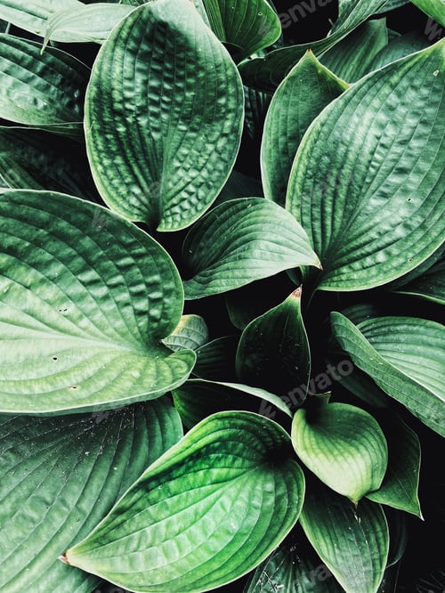 Vista previa: Hosta se va. Vista superior