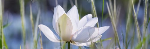 Preview: Lotus