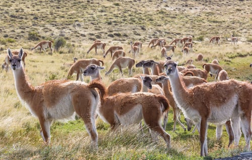 Preview: Guanaco