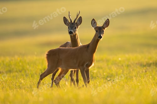 Preview: Two roe deer looking on sunny field in summer nature