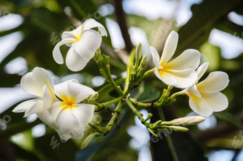Preview: Beautiful plumeria blossoms branch