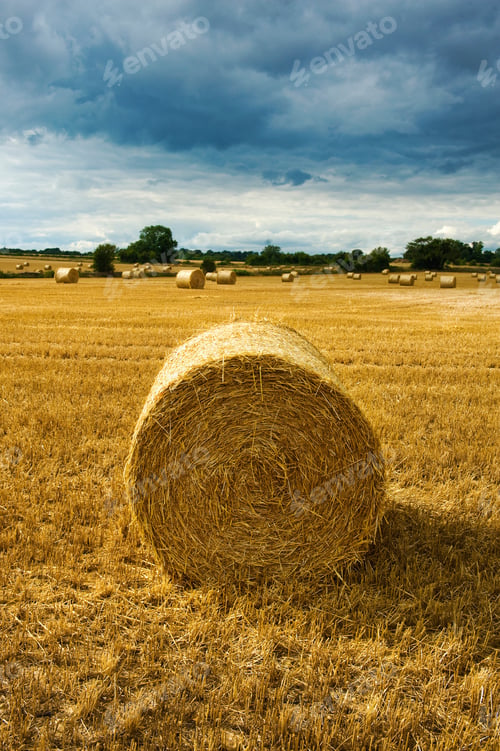 Preview: Bales of straw in a field full of stubble.
