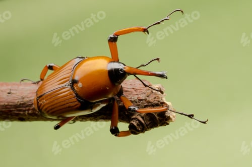 Preview: Macro Photo of a Palm Weevil on Twig