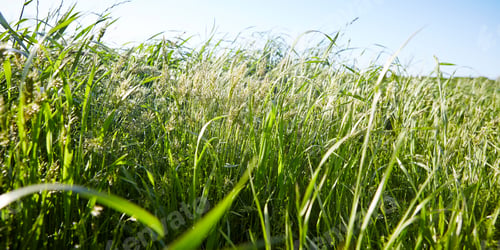 Preview: Field of fresh green wheat.