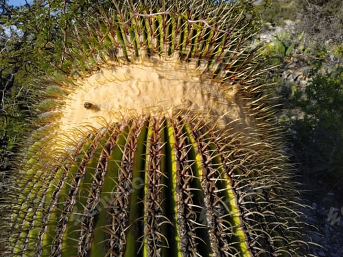 Preview: Closeup shot of Echinocactus platyacanthus, also known as the giant barrel cactus.
