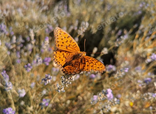 Preview: Close-up photo of orange butterfly on lavender