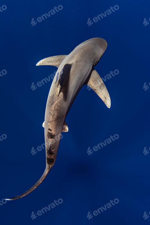 Preview: Graceful shark gliding through deep blue waters