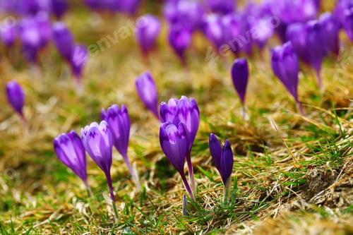 Preview: Purple crocus flowers in snow awakening in spring