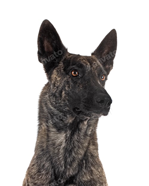 Preview: Dutch Shepherd in studio