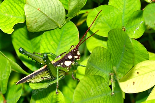 Preview: Tropical Grasshopper, Napo River Basin, Amazonia, Ecuador