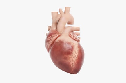 Preview: Detailed Human Heart Anatomy with Vessels