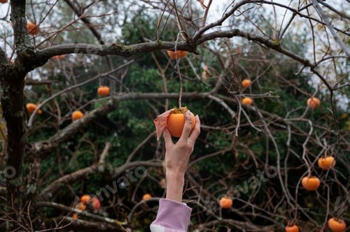 Preview: Picking persimmon fruit from a tree