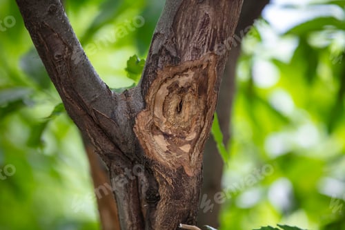 Preview: Horse chestnut leafs with bleeding cancer desease