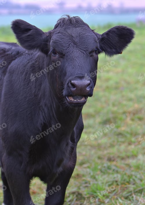 Preview: Black cow close up