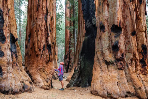 Preview: Sequoia
