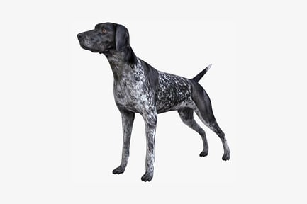 Visualização: Perfil do ponteiro alemão de pêlo curto voltado para a esquerda