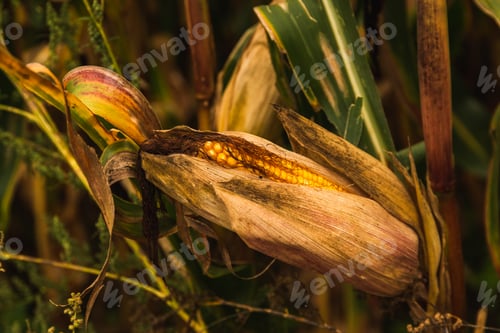 Preview: Corn in cob in field. Brown and green leaves, Autumn time