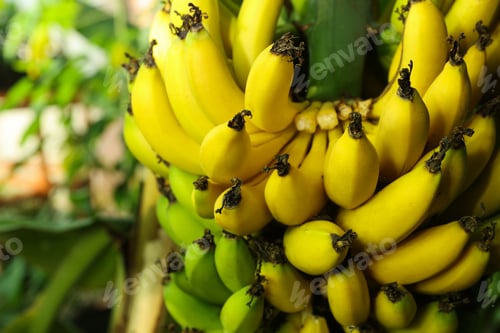 Preview: Delicious bananas growing on tree outdoors, closeup view. Space for text