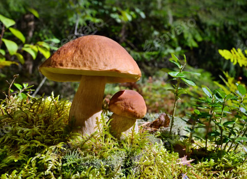 Preview: Mushrooms in autumn forest