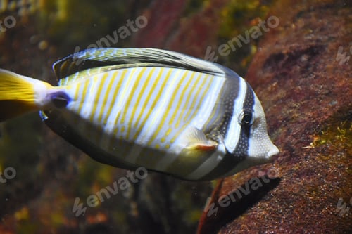 Preview: sailfin tang round fin zebrasoma velifer