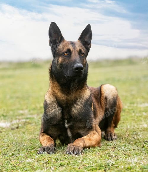 Preview: belgian shepherd in nature
