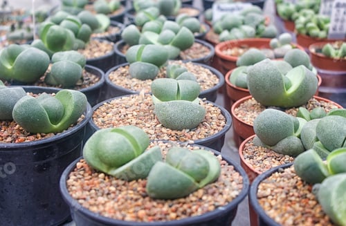 Preview: small succulent plants background