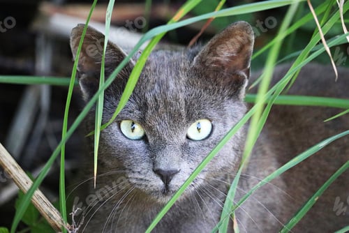 Preview: Closeup shot of a grumpy chartreux cat in a field at daytime