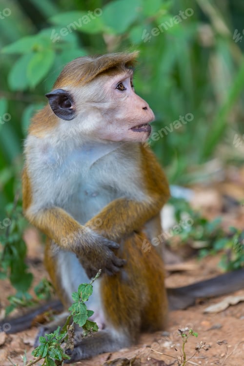 Preview: Monkey