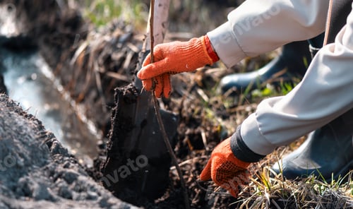 Preview: Volunteer planting trees in nature